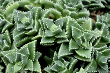 cacti at the International Peace Garden